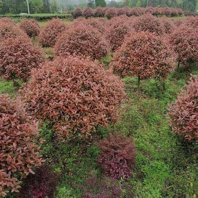 贵州遵义:培育高干红叶石楠 西南地区苗木行情