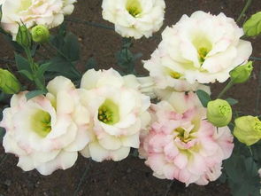此花号称无刺玫瑰,花期长养护容易,是世界4大切花盆品种之一