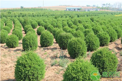 绿化苗木的培育方法及栽植管理技术
