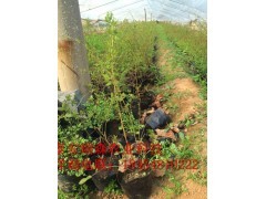 蓝莓树苗培育基地,蓝莓碗装苗价格|果树小苗|绿化苗木|供应信息|597苗木网