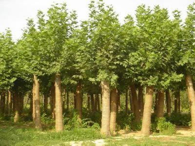 国槐苗木繁殖培育技术