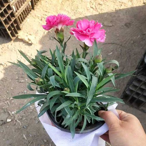 青州市硕阳花卉苗木一般项目:花卉种植;园艺产品种植;草种植